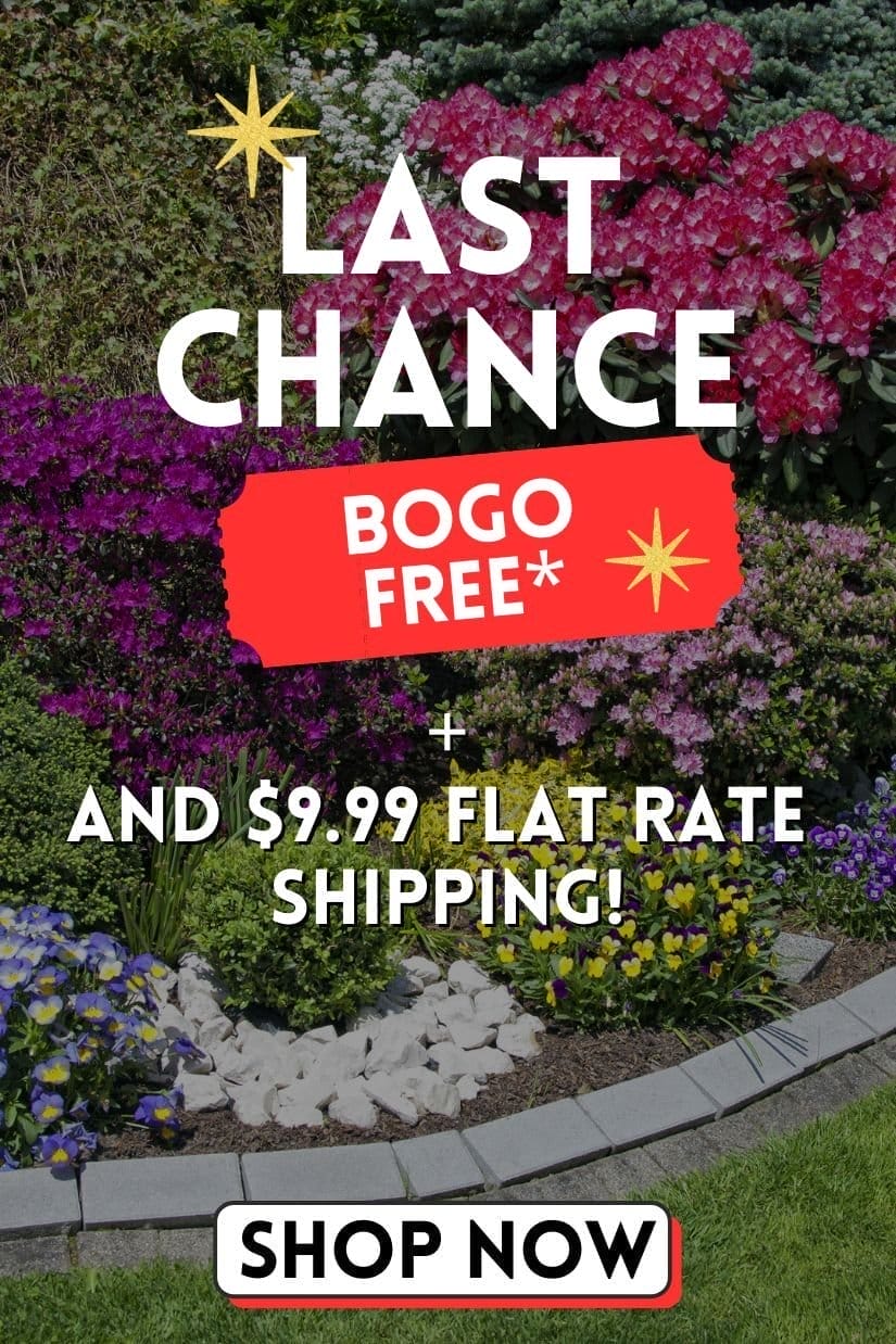 Last chance to shop BOGO FREE and \\$9.99 flat rate shipping!