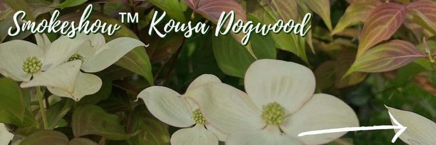 Smokeshow™ Kousa Dogwood