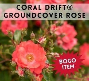 Coral Drift® Groundcover Rose