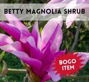 Betty Magnolia Shrub