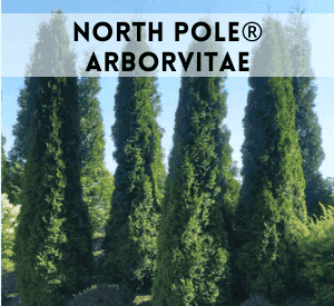 North Pole® Arborvitae