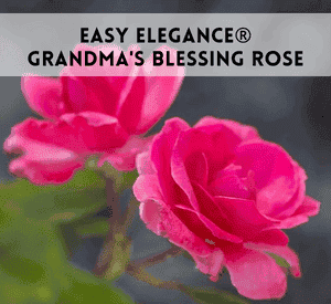 Easy Elegance® Grandma's Blessing Rose