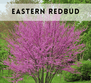 Eastern Redbud