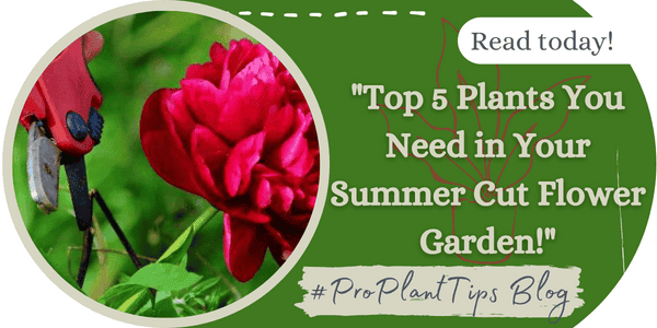 Top 5 Plants You Need in Your Summer Cut Flower Garden