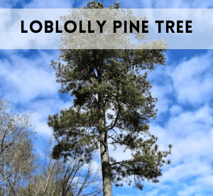 Loblolly Pine Tree