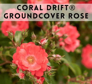 Coral Drift® Groundcover Rose