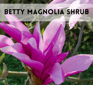 Betty Magnolia Shrub