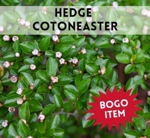 Hedge Cotoneaster