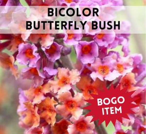 BiColor Butterfly Bush