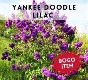 Yankee Doodle Lilac