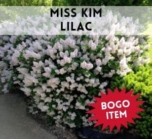 Miss Kim Lilac