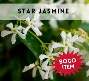 Star Jasmine