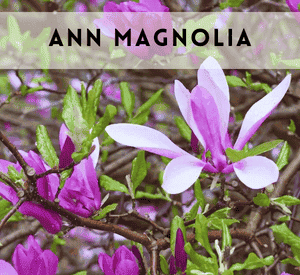 Ann Magnolia Shrub