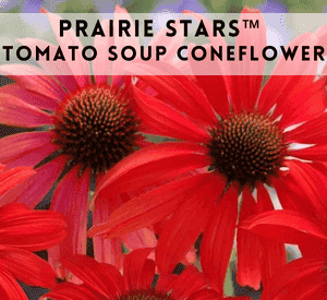 PRAIRIE STARS™ Tomato Soup Coneflower