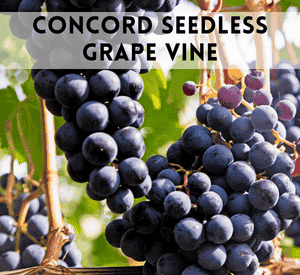 Concord Seedless Grape Vine