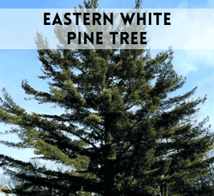 Eastern White Pine Tree