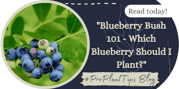 Blueberry Bush 101- Which Blueberry Should I Plant?