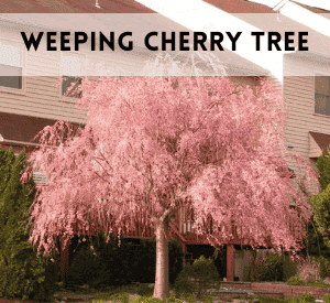 Weeping Cherry