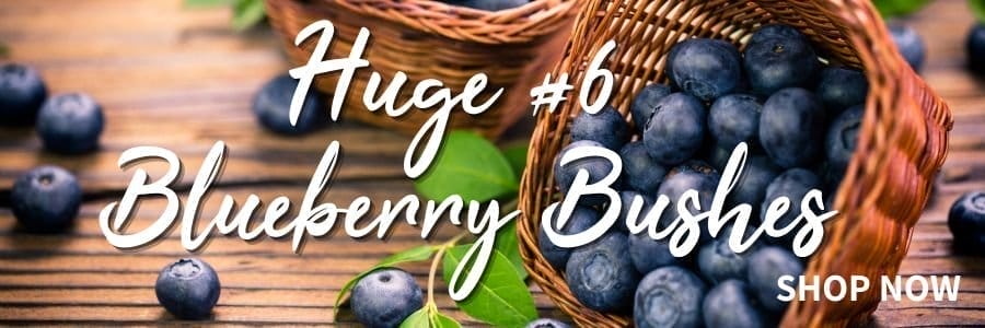 #6 Container Blueberries for Less