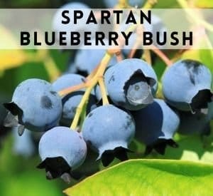 Spartan Blueberry Bush