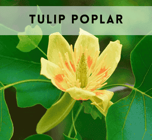 Tulip Poplar