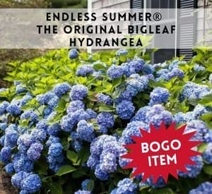 Endless Summer® The Original Bigleaf Hydrangea