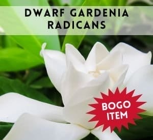 Dwarf Gardenia Radicans