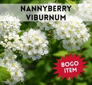 Nannyberry Viburnum