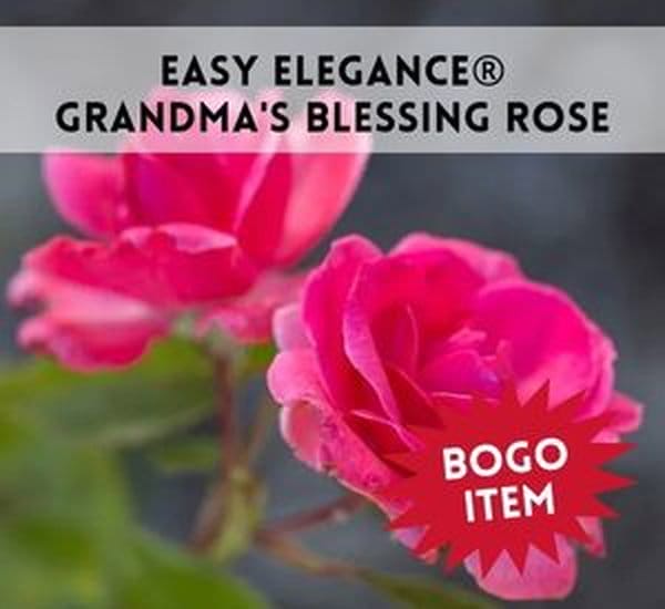 Easy Elegance® Grandma's Blessing Rose