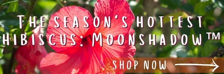 The season's hottest hibiscus: Moonshadow™