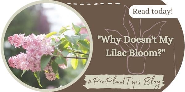 Why Doesn't My Lilac Bloom?