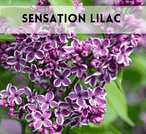 Sensation Lilac