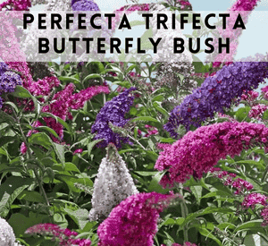 Perfecta Trifecta Butterfly Bush