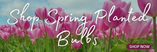 Spring Planting Bulbs