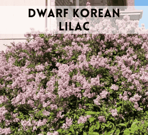 Dwarf Korean Lilac