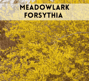 Meadowlark Forsythia