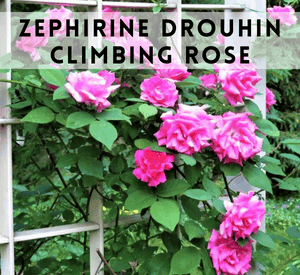 Zephirine Drouhin Climbing Rose