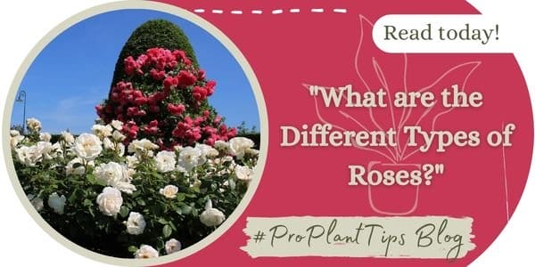 What are the Different Types of Roses?
