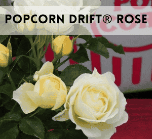 Popcorn Drift® Rose