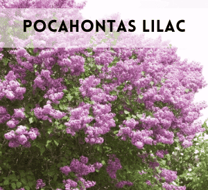 Pocahontas Lilac