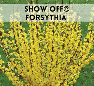 Show Off® Forsythia