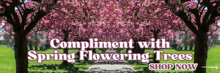 Compliment with Spring Flowering Trees