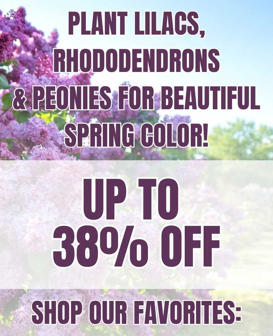 Plant Lilacs, Rhododendrons, & Peonies For Beautiful Spring Color