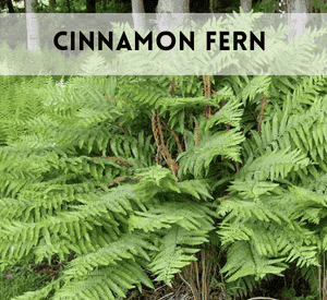 Cinnamon Fern