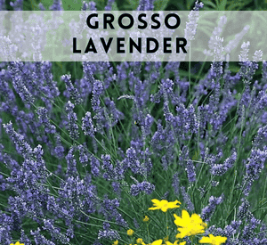 Grosso Lavender