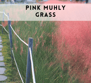 Pink Muhly Grass