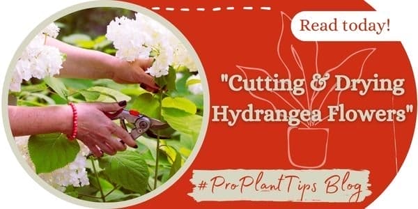 Cutting & Drying Hydrangea Flowers