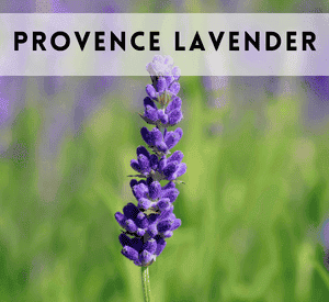 Provence Lavender