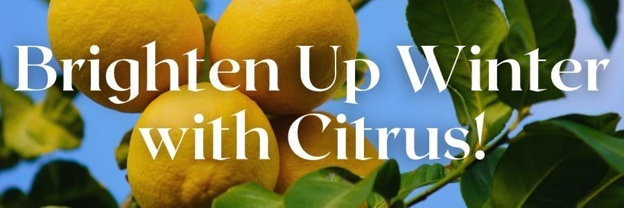 Brighten Up Winter with Citrus!