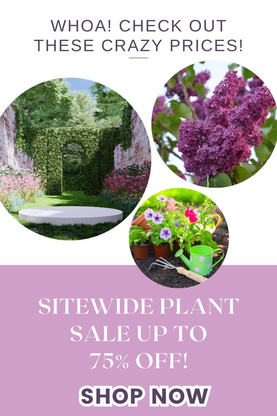 Woah! Check out these crazy prices! Sitewide Plant Sale up to 75% off!